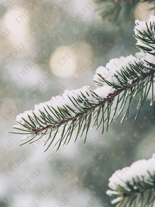 فروع شجرة صنوبر مغطاة بالثلوج في يوم شتوي مشمس