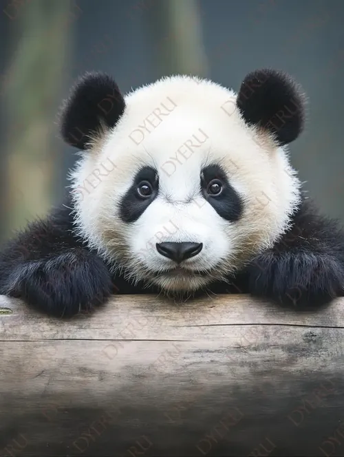دب باندا صغير لطيف يتطلع بفضول من فوق جذع خشبي