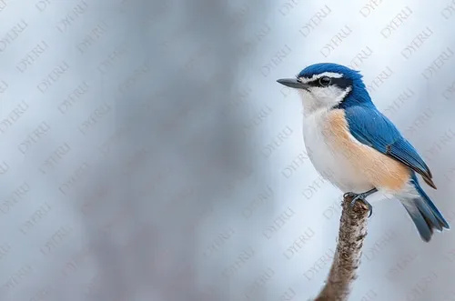 طائر زقزوق أزرق جميل على غصن شجرة في فصل الشتاء