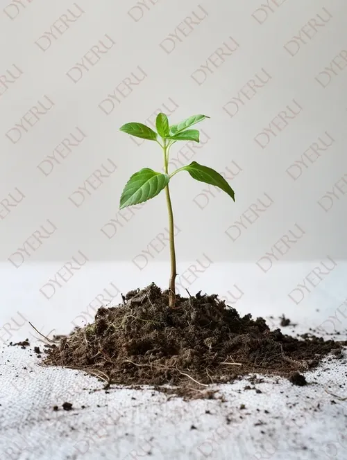 نبتة خضراء صغيرة تنمو من التربة الطازجة