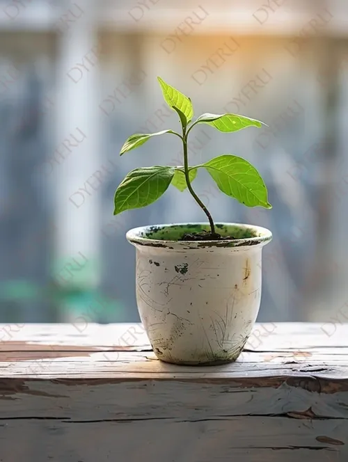 نبتة خضراء صغيرة في وعاء فخاري على طاولة خشبية مع خلفية ضبابية