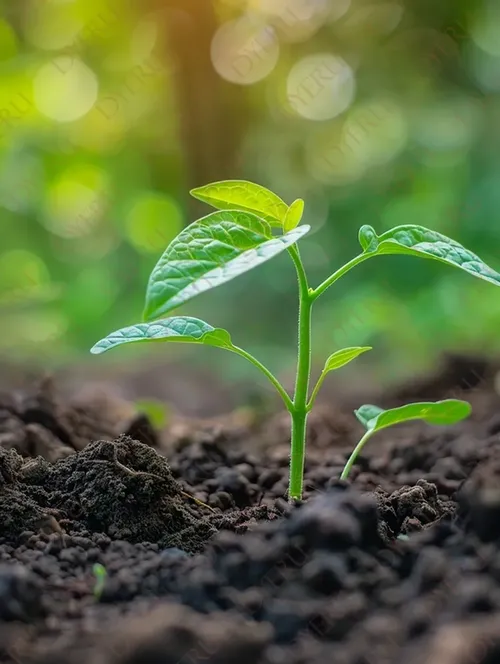 نبتة خضراء صغيرة تنمو في تربة غنية تحت أشعة الشمس الدافئة